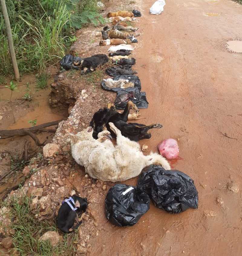 Quase 20 cães são encontrados mortos em área de mata em Cuiabá e polícia investiga — Foto: Polícia Civil de Mato Grosso