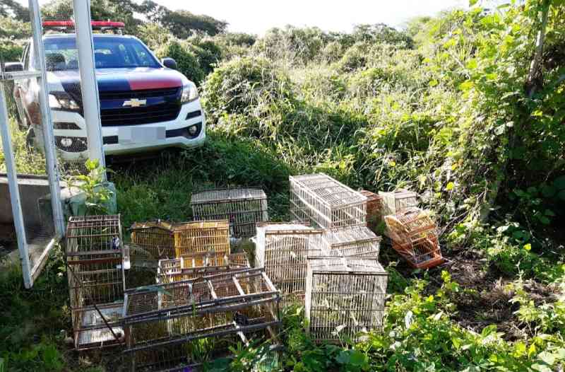 Batalhão de Polícia Ambiental incentiva entrega voluntária de animais silvestres no sertão da Paraíba