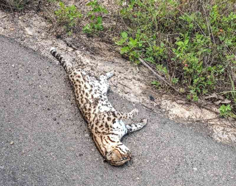 Jaguatirica é encontrada morta em rodovia da Paraíba