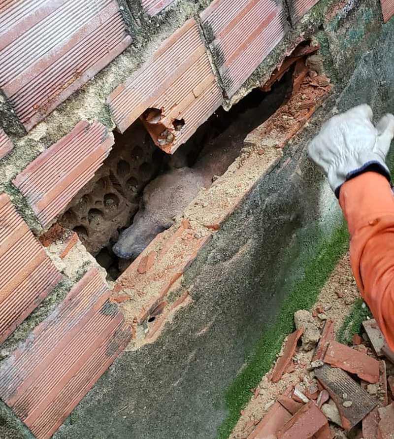 Bombeiros resgatam cachorro que ficou dois dias preso entre muros em Teresina, PI