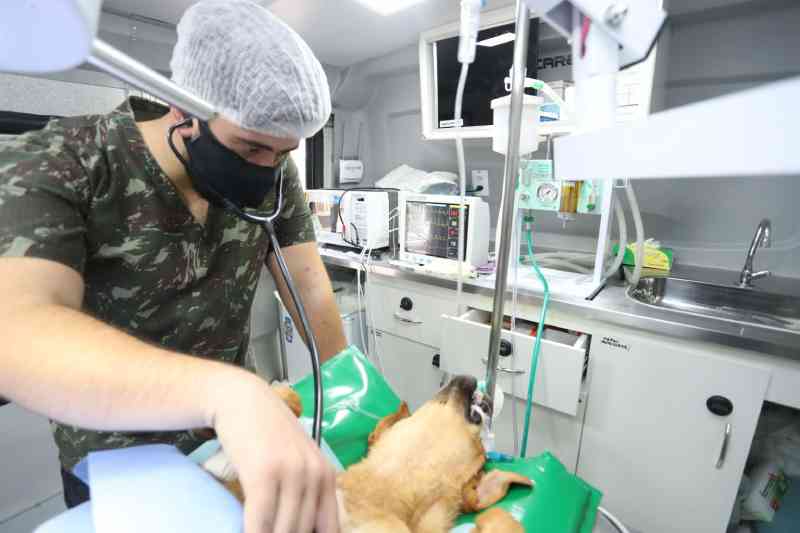 Castramóvel atende animais resgatados por protetores e ONGs em Cascavel, PR