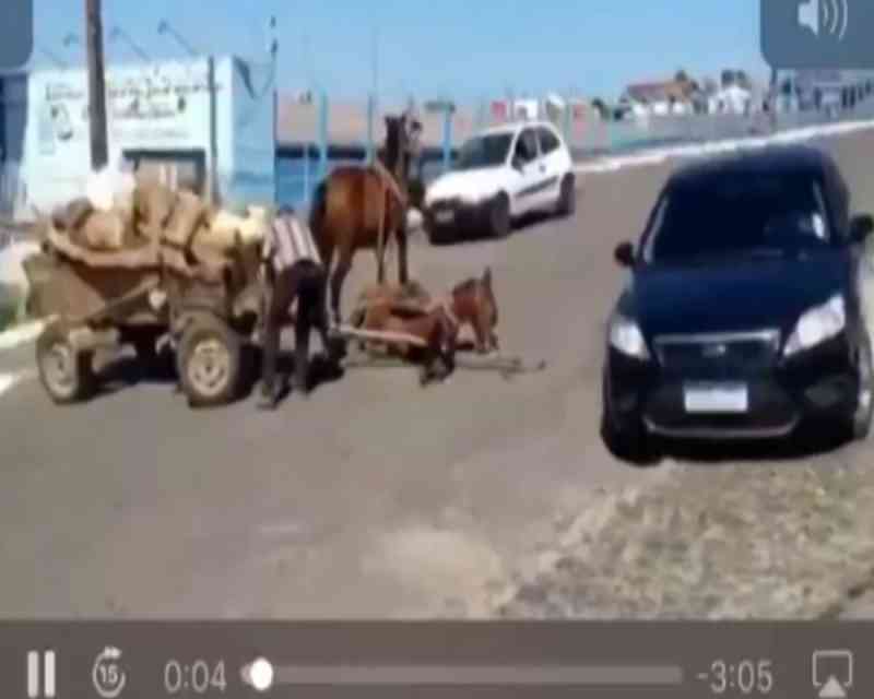 Cavalos que aparecem em vídeo puxando carroça pesada são resgatados pela Delegacia de Proteção ao Meio Ambiente
