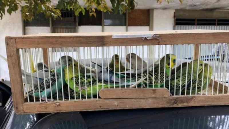 PRF prende homem com 260 pássaros silvestres trancados em gaiolas em Campos dos Goytacazes, RJ