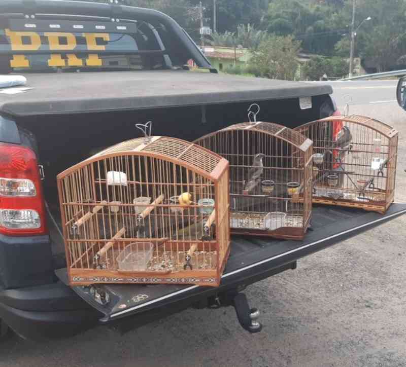 Jovem é autuada por transporte ilegal de animais silvestres na BR-393, em Vassouras, RJ