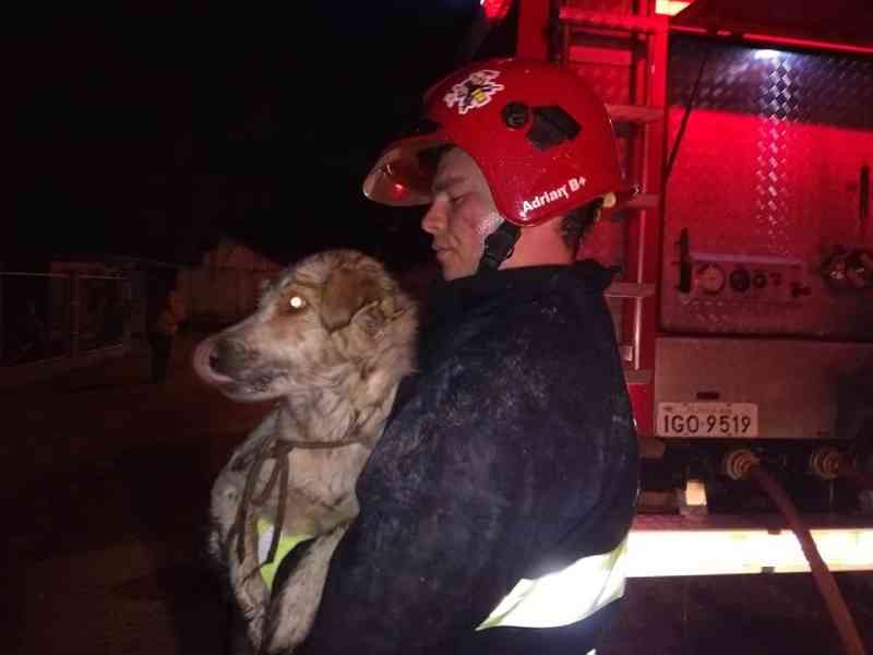 Cão foi resgatado de dentro da casa incendiada em Picada Café, RS