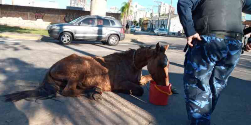 Cavalo é resgatado com sinais de maus-tratos em São Leopoldo, RS
