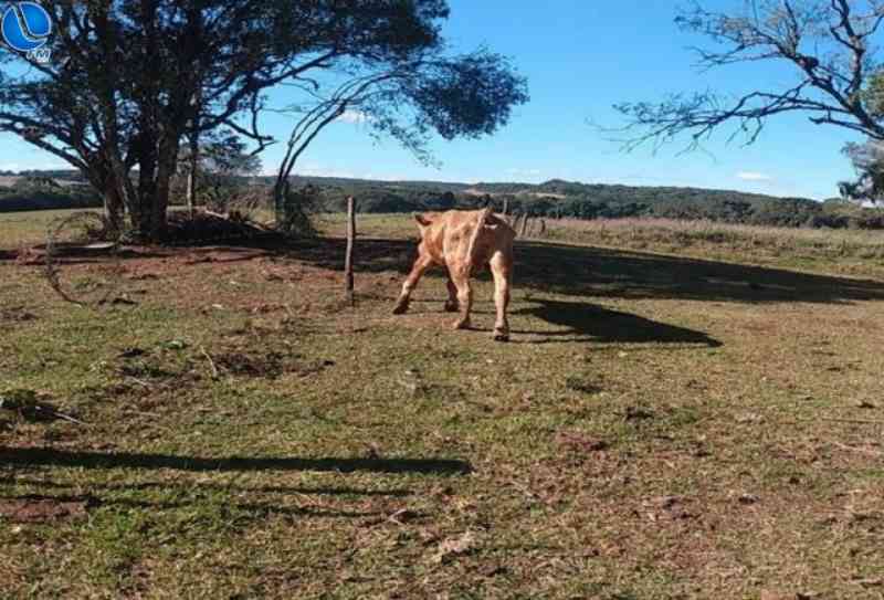 PATRAM flagra crime de maus-tratos contra bovinos em Capão Bonito do Sul, RS