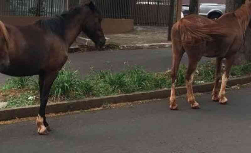 Secretaria de Meio Ambiente segue com recolhimento de cavalos soltos em ruas de Guarapuava, PR