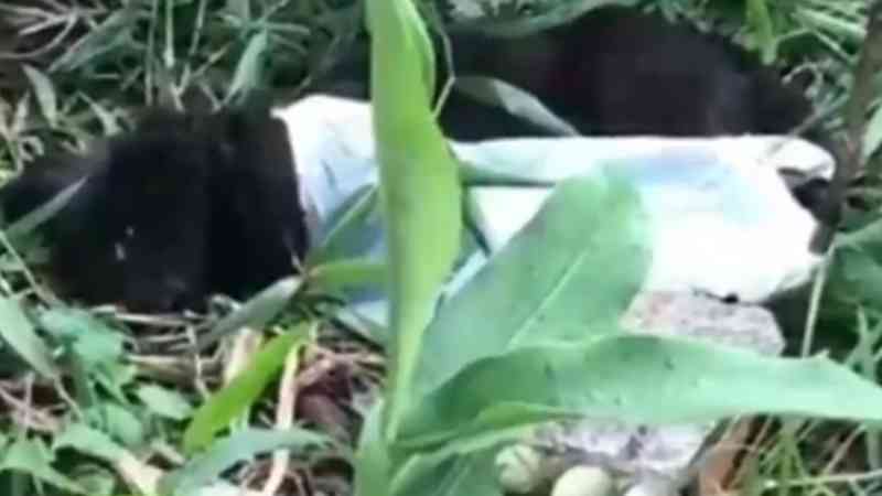 Vítima de maus-tratos, cachorro é encontrado abandonado amarrado por sacola em Itapema, SC