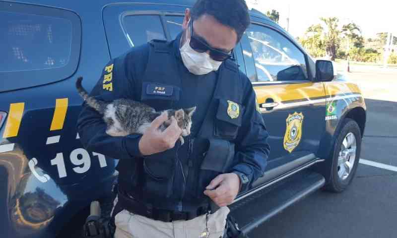 PRF resgata filhote de gato arremessado para fora de carro em rodovia de Santa Catarina