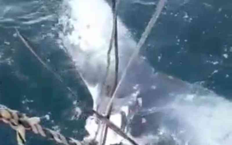 PF identifica pescador envolvido em mutilação de baleia no litoral norte de SC