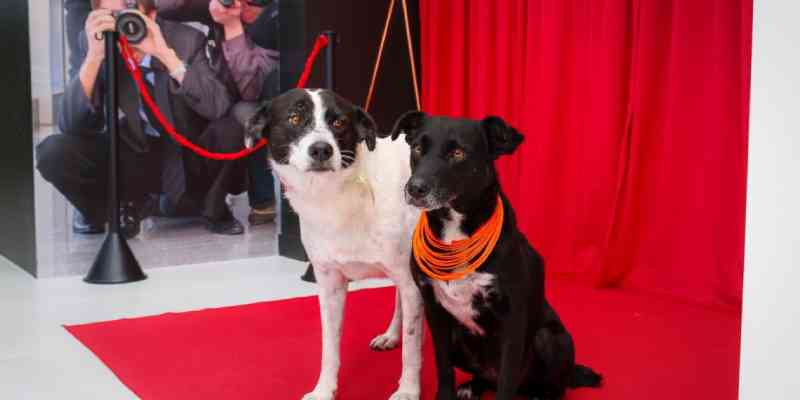 Cães resgatados viram modelos para campanha de estímulo à adoção em SC