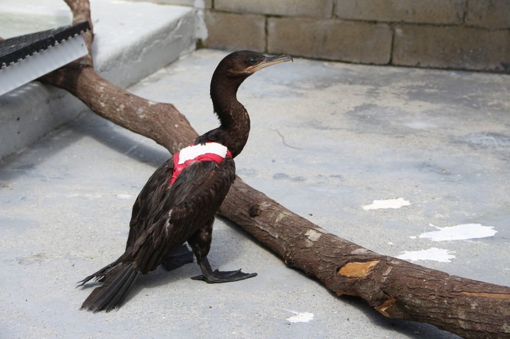 Curativo em ferimentos na ave quando ela estava em reabilitação em SC — Foto: Divulgação/Associação R3 Animal