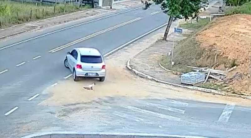 VÍDEO: Motorista é flagrado abandonando gato no meio da rua em Indaial, SC