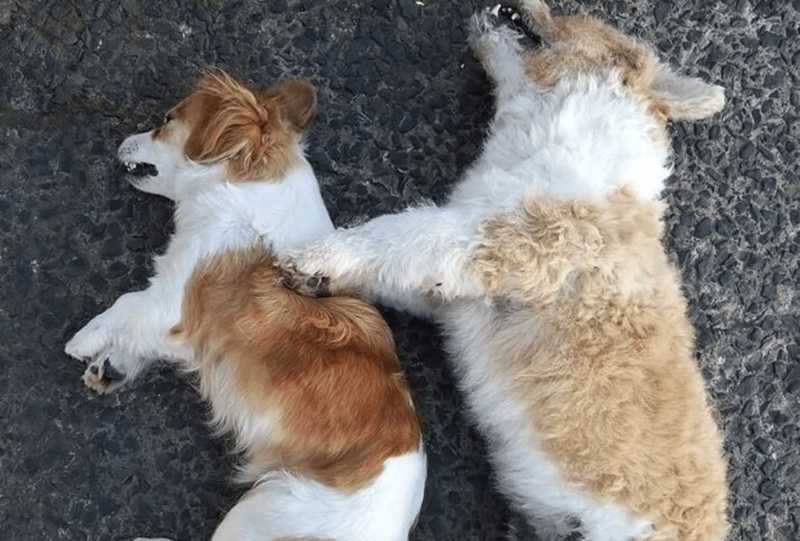 Cães envenenados no centro de Xanxerê (SC) causam revolta de tutores