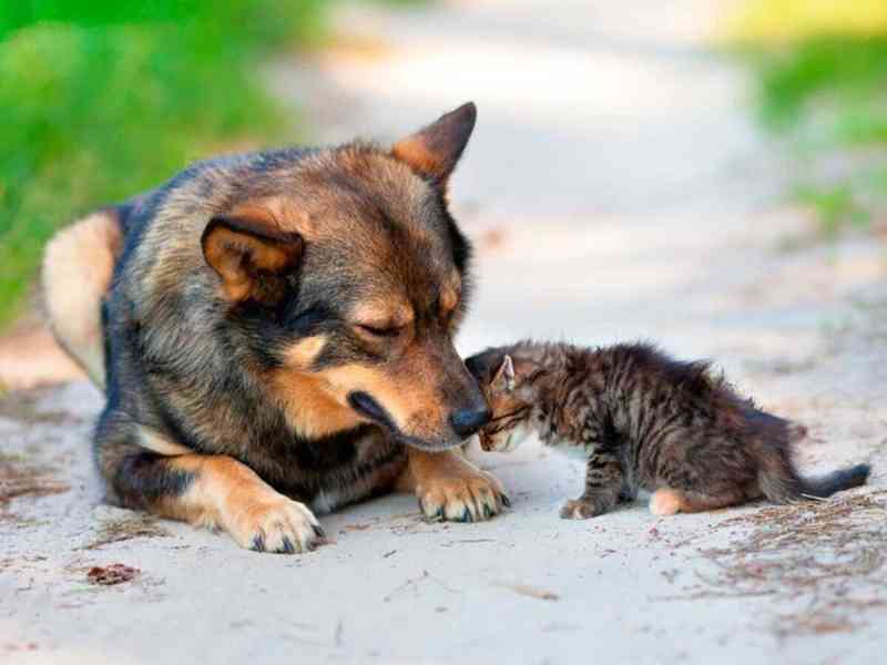 Indaiatuba (SP) aprova lei que cria Banco de Ração para ONGs, protetores e famílias carentes cuidarem de seus animais