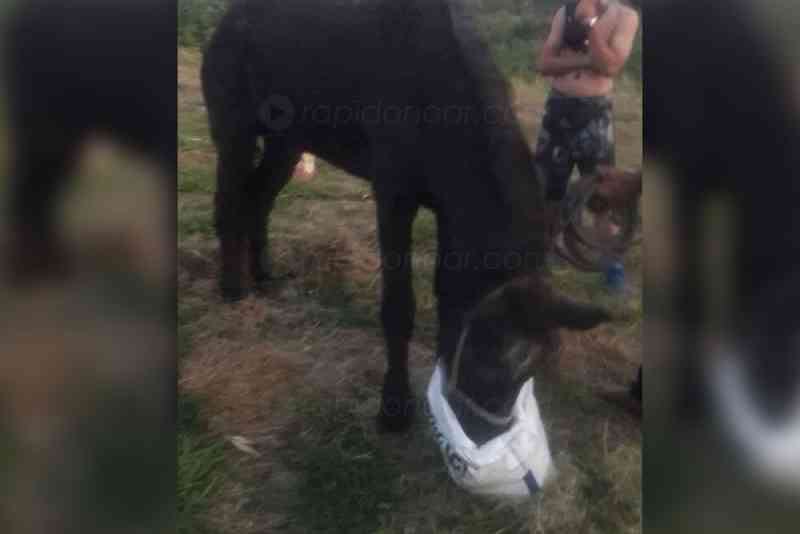 Cavalo abandonado agonizando é salvo após procedimento veterinário em Limeira, SP