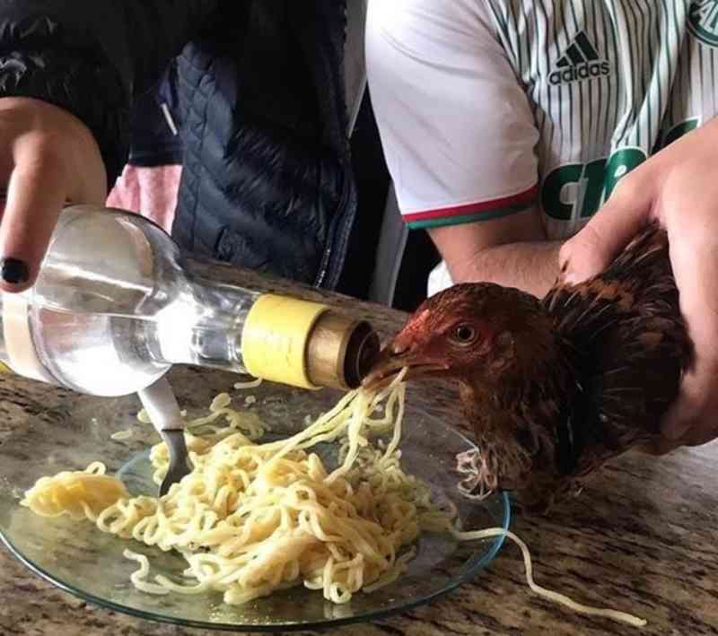 OAB denuncia jovens que deram bebida alcoólica a galinha durante festa em Marília, SP