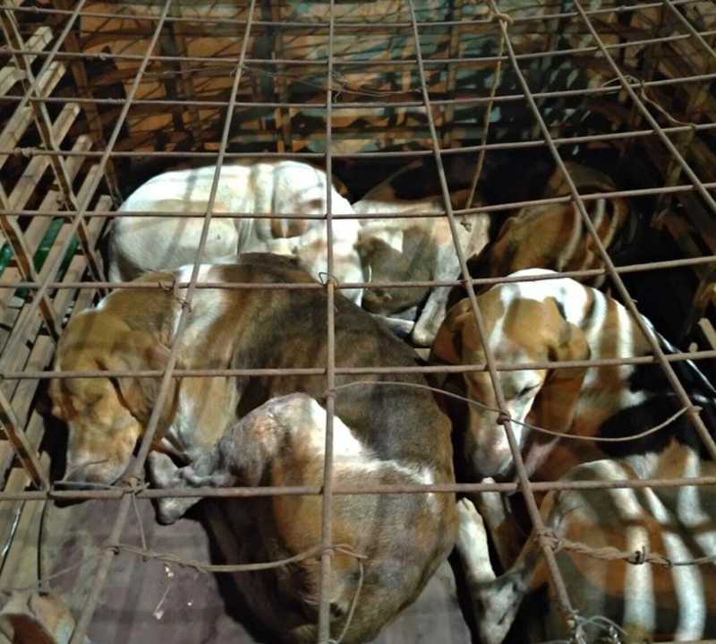 Polícia Ambiental resgata 4 cachorros com sinais de maus-tratos e usados para caça de animais silvestres