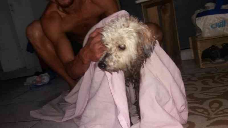 Garçom mobiliza operação para salvar cachorro atropelado que ficou preso em canal