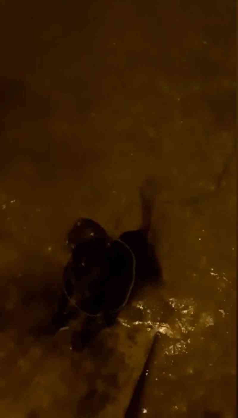 Moradores resgatam cachorro que caiu no mar durante ‘passeio de balsa’ em Santos, SP