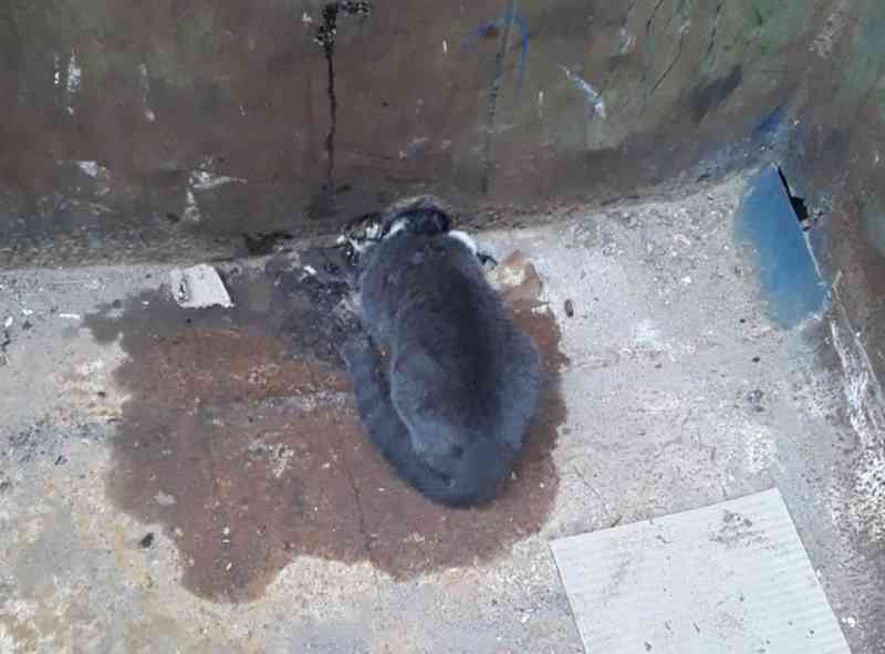 Bombeiros de Sorocaba (SP) resgatam filhote de gato com pescoço preso em contêiner