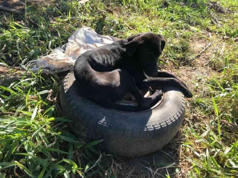 Cães são resgatados com sinais de maus-tratos em Tupã, SP