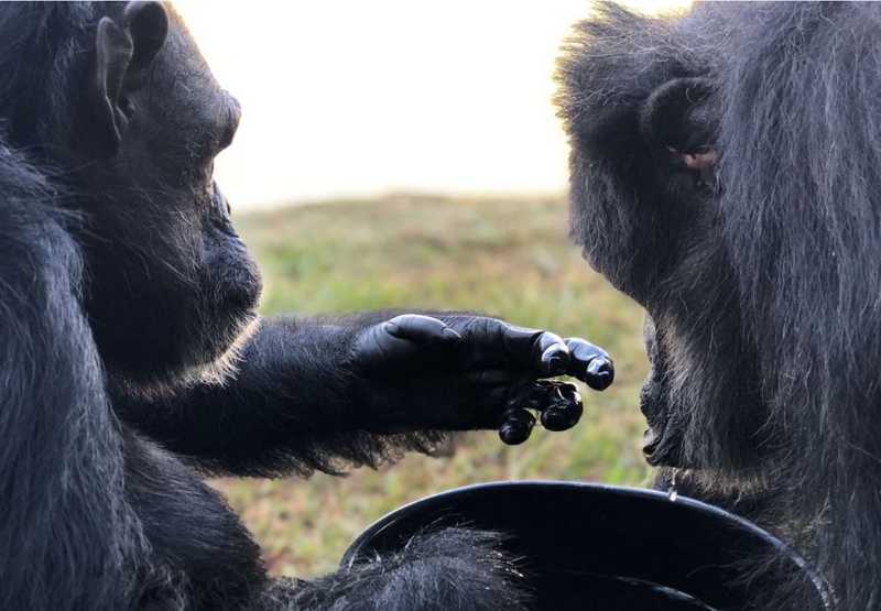 Chimpanzé Black completa um ano no Santuário de Grandes Primatas de Sorocaba, SP
