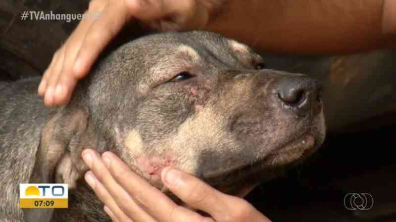 Cães são encontrados com cortes e hematomas em quadra de Palmas (TO) e moradores denunciam maus-tratos