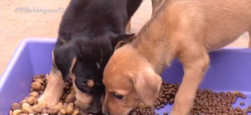 ONG que cuida de cães e gatos está ficando sem ração para alimentar 90 animais resgatados em Palmas, TO