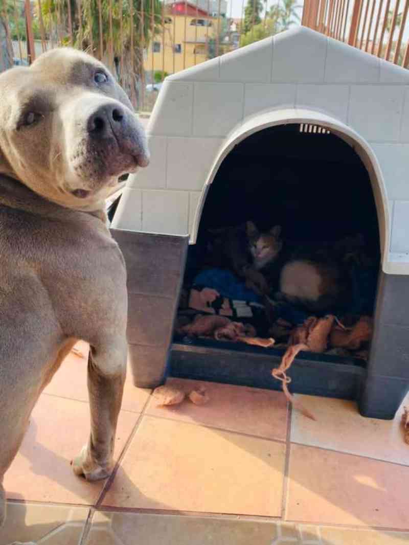 Pit bull meigo convida gata prenhe de rua para ter os bebês em sua casinha