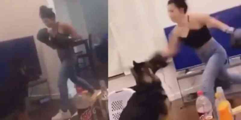 Vídeo mostra mulher com luvas de boxe a dar socos em cachorro