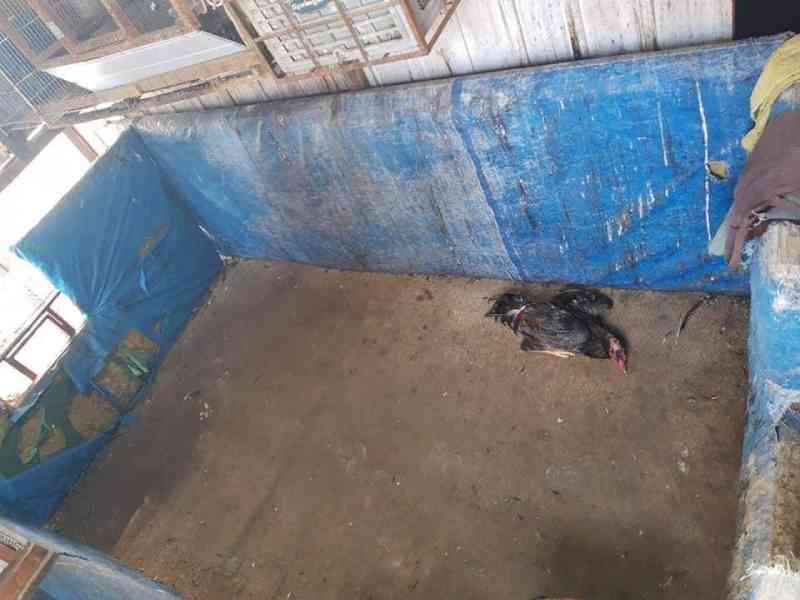 Mais de 30 animais são resgatados em rinha de galo em Manaus, AM