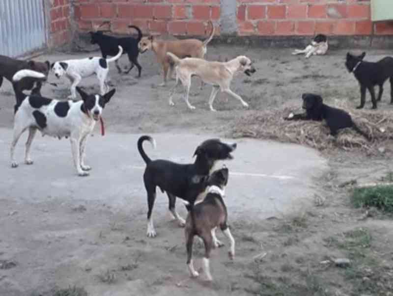 Protetores de animais pedem ajuda para alimentar cães e gatos resgatados das ruas em Feira de Santana, BA