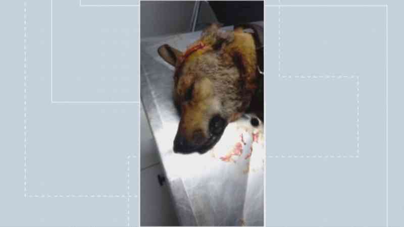 Polícia Civil do DF investiga maus-tratos a cachorro atingido na cabeça com golpes de facão