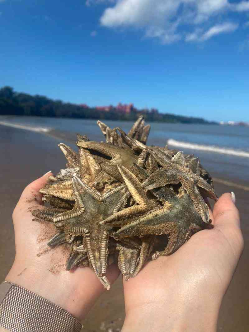 Estrelas-do-mar são encontradas mortas na orla da Praia de Camburi em Vitória, ES