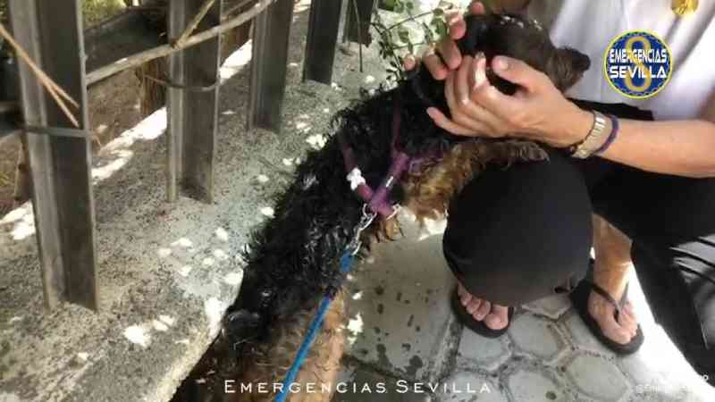 Polícia salva cão fechado em carro ao sol durante alerta de calor na Espanha