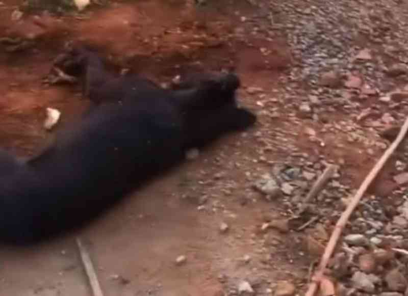 Cachorro é morto com dois tiros na testa em Anápolis, GO