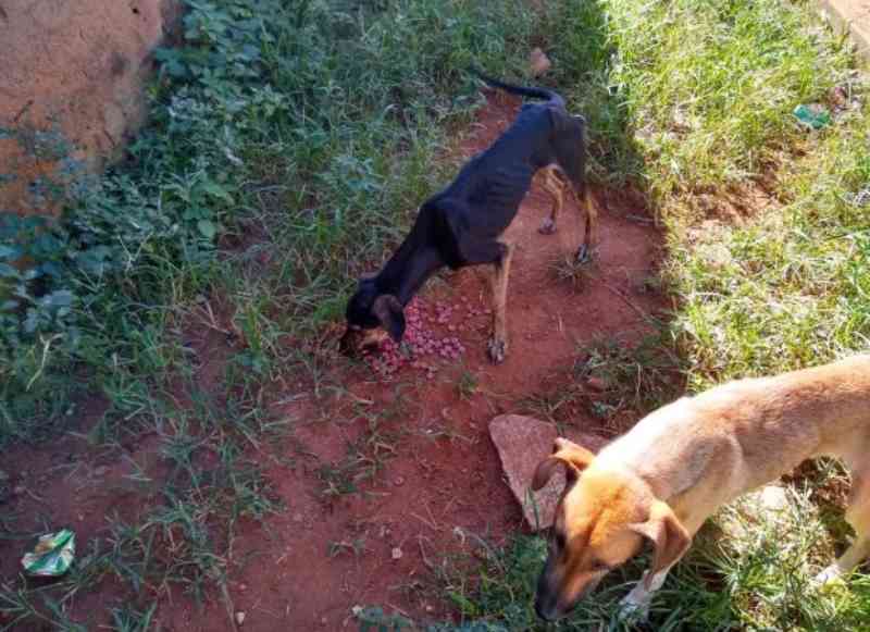 Cães vítimas de maus-tratos são resgatados em casa de Aparecida de Goiânia, GO