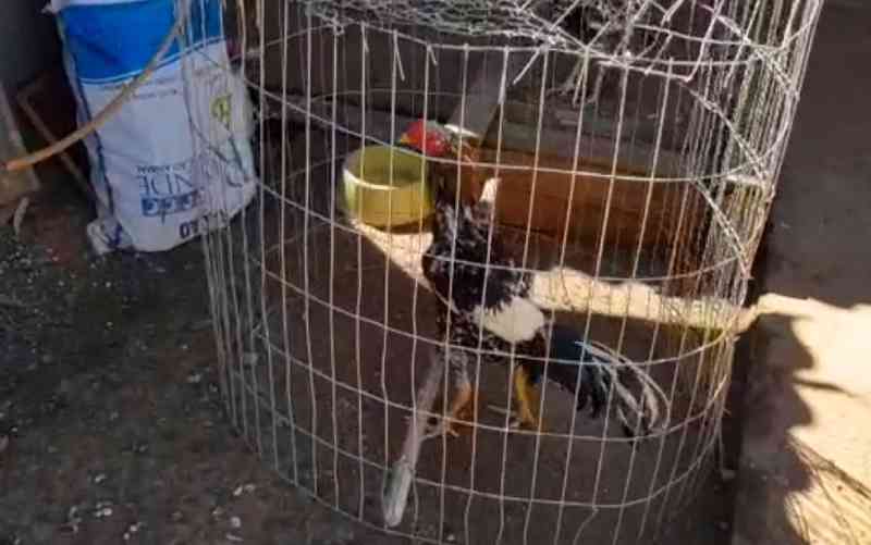 Homem é preso suspeito de criar galos para rinhas e de fazer as disputas na frente do filho, em Formosa, DF