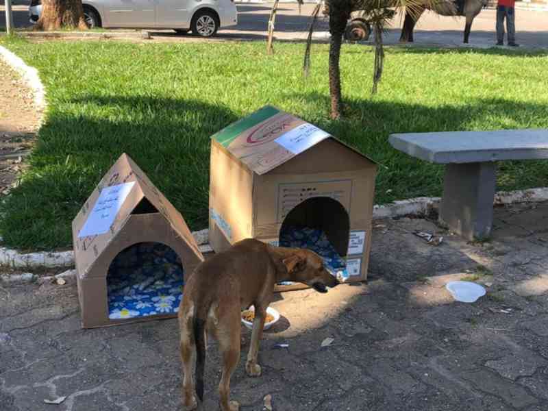 Voluntária produz casinhas de papelão para proteger cães de rua do frio em MG