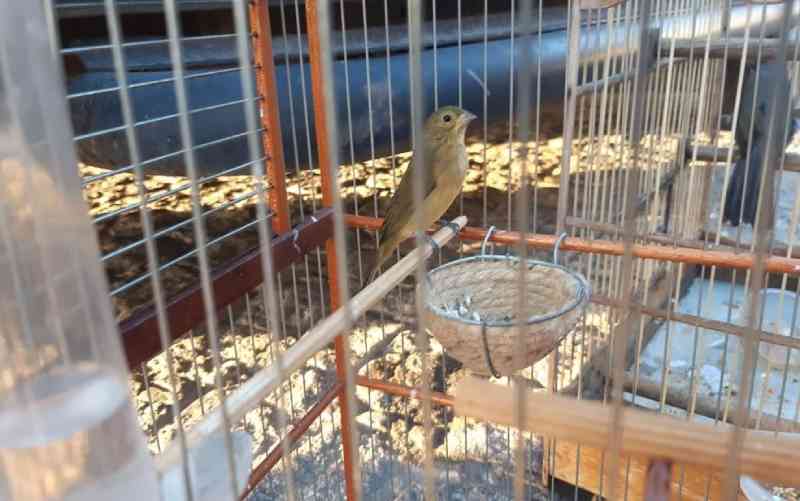 Justiça obriga comerciante de aves exóticas de Uberaba (MG) a parar atividade irregular e pagar R$ 55 mil por danos ecológicos e coletivos
