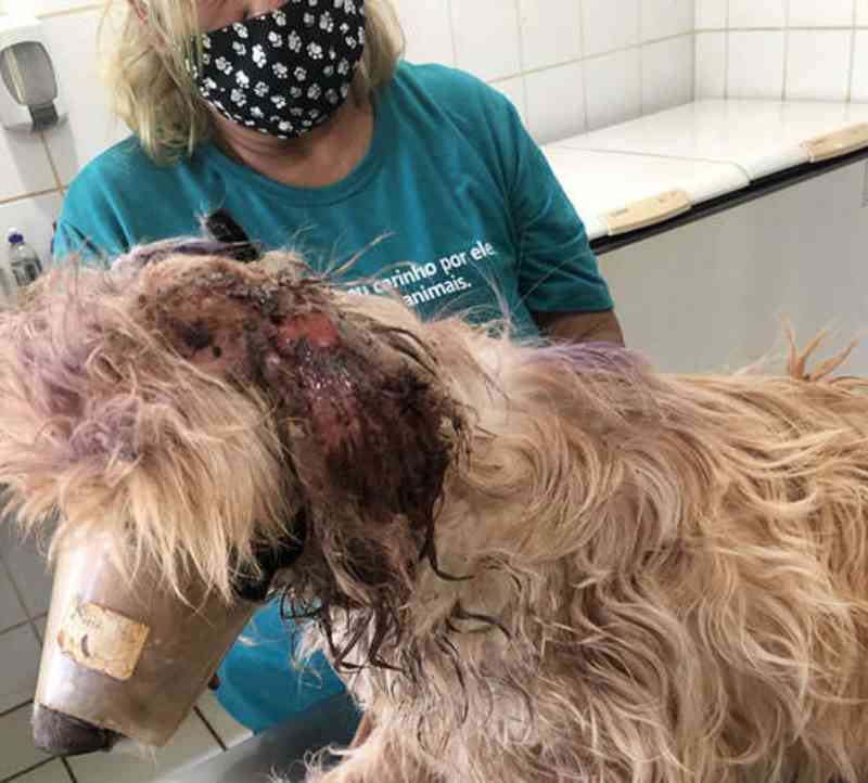 Mulher de 36 anos é multada por maus-tratos a cachorro em Nova Andradina, MS