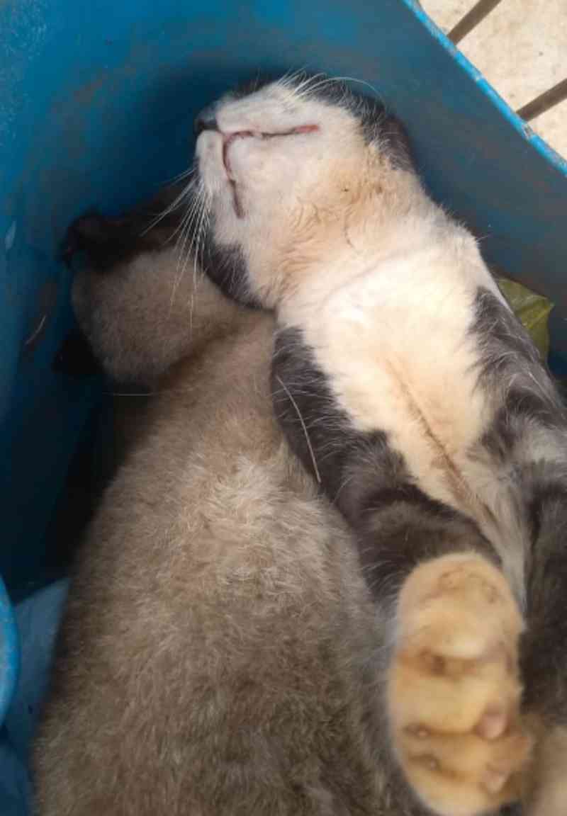Protetora de animais encontra dois gatos mortos em tambor de lixo