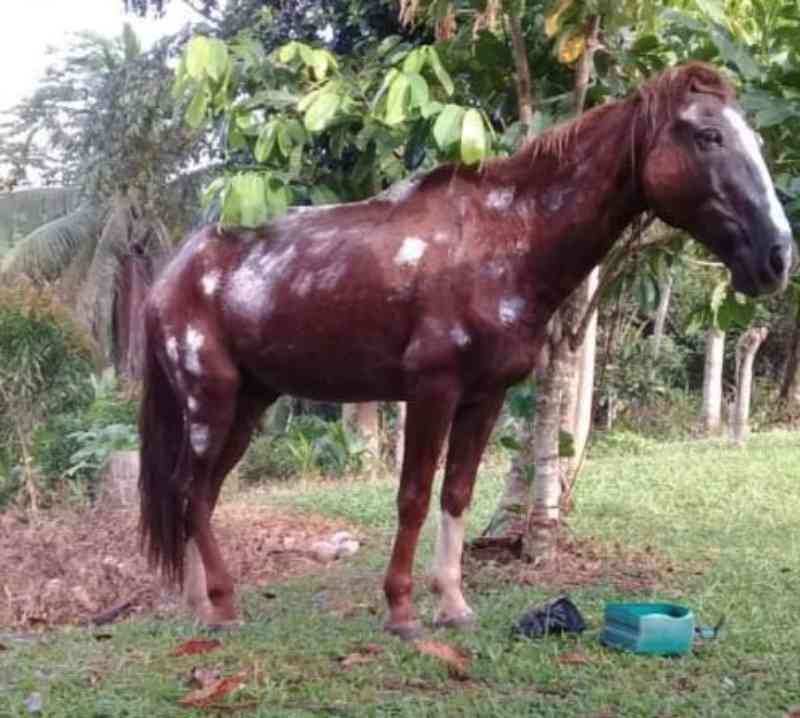 Resgatado na BR-163, cavalo que sofria maus-tratos é adotado em Santarém, PA