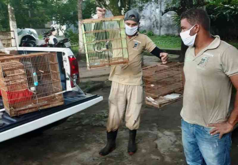Operação resgata 20 animais silvestres que seriam comercializados no Agreste de Pernambuco