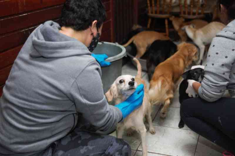 Ilha do Mel (PR) faz campanha para adoção de cães e doação de ração
