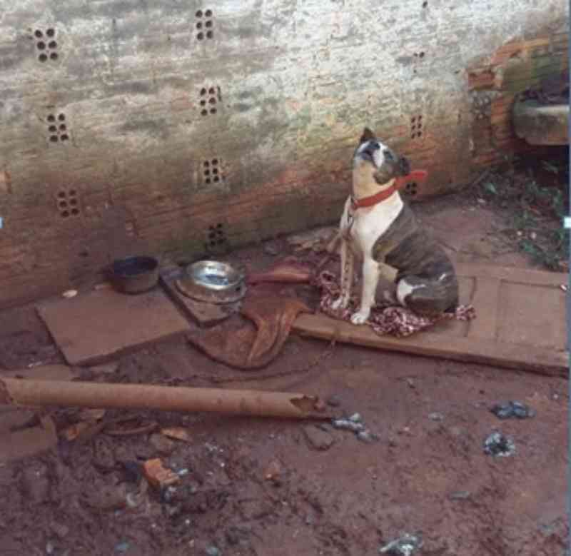Polícia resgata cães que sofriam maus-tratos e estavam abandonados há 15 dias em Pato Branco, PR