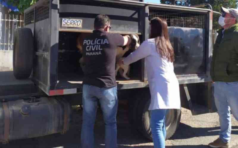 Ação conjunta resgata animais vítimas de maus-tratos em São José dos Pinhais, PR