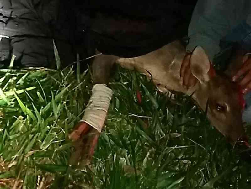 Cervo é resgatado após ser atropelado e sofrer fratura exposta na BR-373 em Ponta Grossa, PR